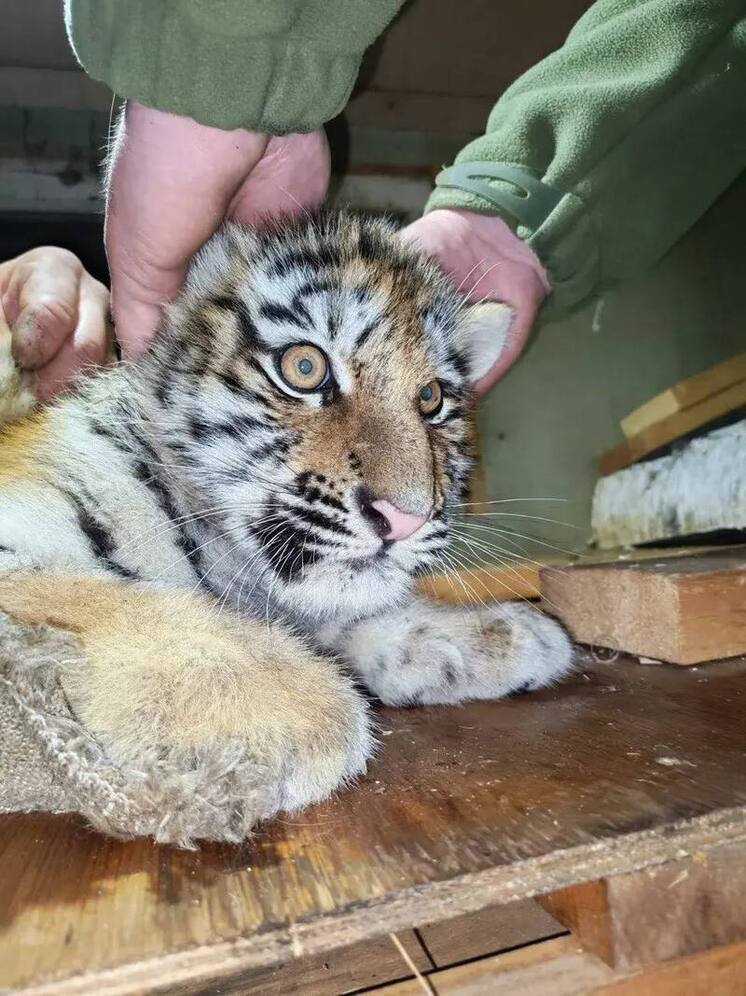 Четверых осиротевших тигрят спасали в Приморье: двое доставлены в центр, двое погибли