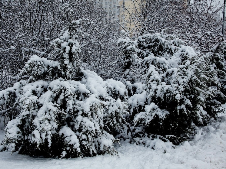 Тишковец: на юге Подмосковья за сутки выпало до 65% от месячной нормы осадков