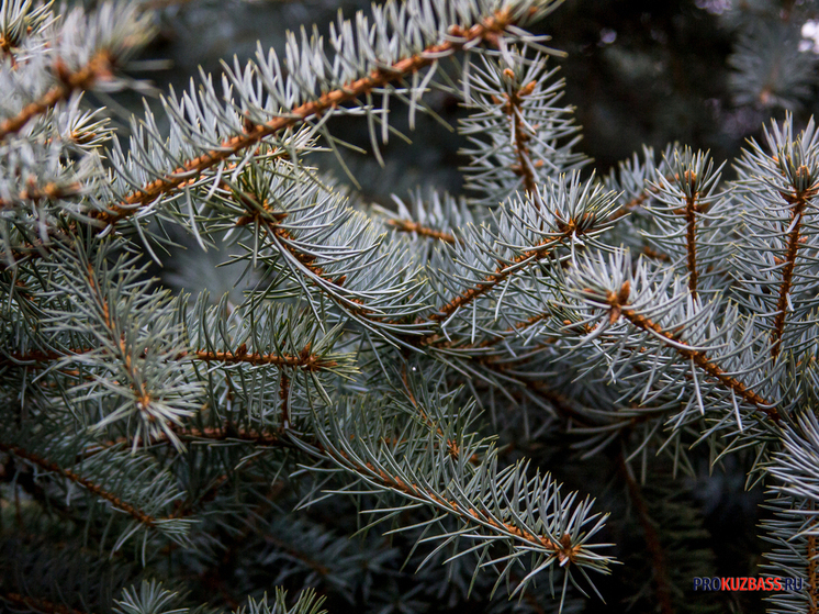 В Новокузнецке собирают новогодние деревья на пользу лошадям