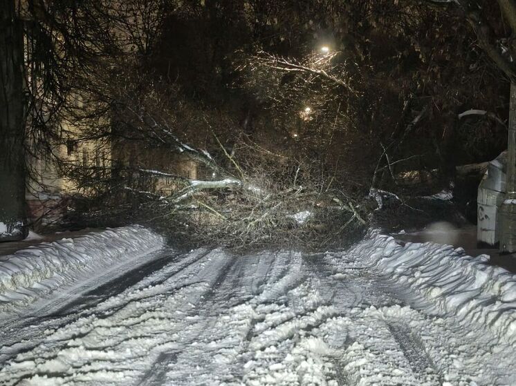 Во дворе в Горроще дерево упало на дорогу