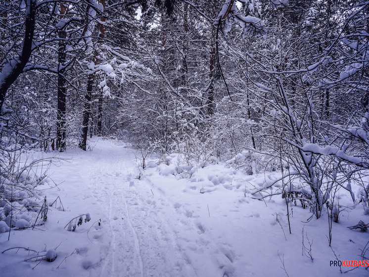 Пасмурная суббота в Кузбассе: в регионе обещают снег и метели