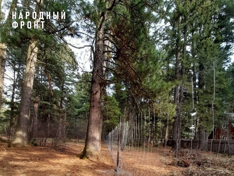 Народный фронт и прокуратура защитили вековой кедрач от вырубки в Томском районе