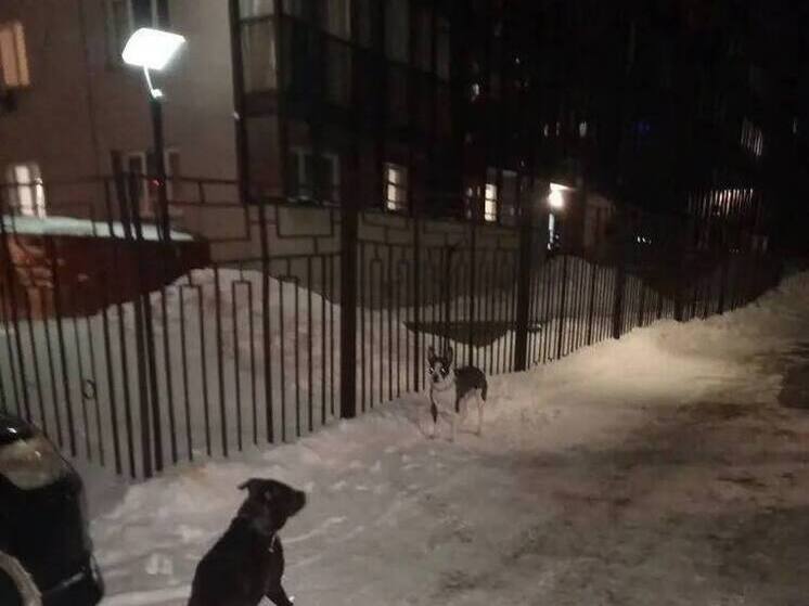 Брошенную на морозе собаку у забора спасли жители Новосибирска