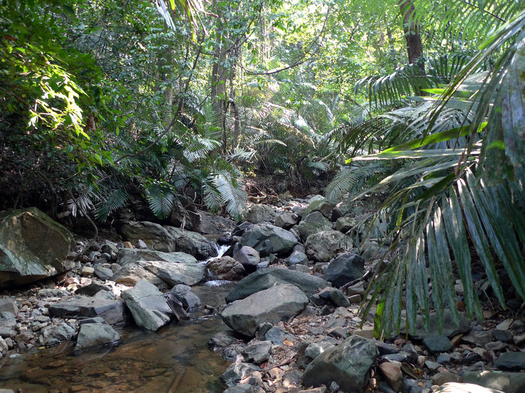 В Боливии обнаружен новый вид певчих птиц