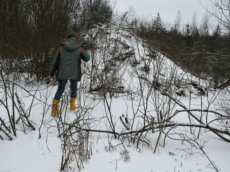 Огромную бобровую хатку случайно нашли в Тверской области