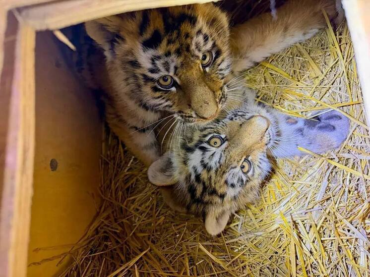 В Приморье спасли и доставили в спеццентр двух осиротевших тигрят, двое погибли