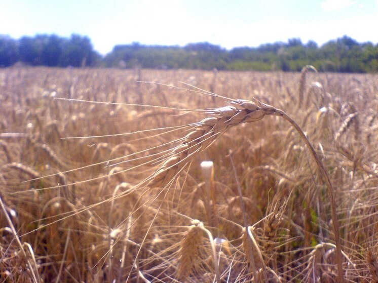 Школьникам Саратовской области предлагают поделиться идеями в АПК