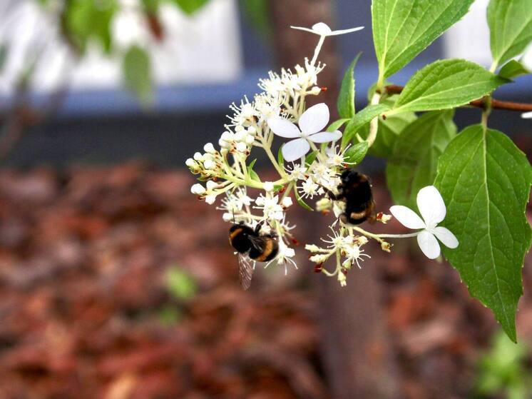 Хакасским пасечникам рассказали, почему пчелы часто гибнут именно зимой