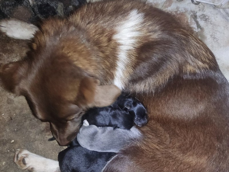 В центре помощи животным в Башкирии собака преподнесла «подарок»