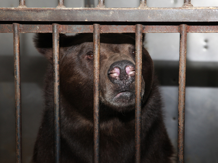 NYP: в Калифорнии медведя спустя 37 дней выселили с помощью винтовки для пейнтбола