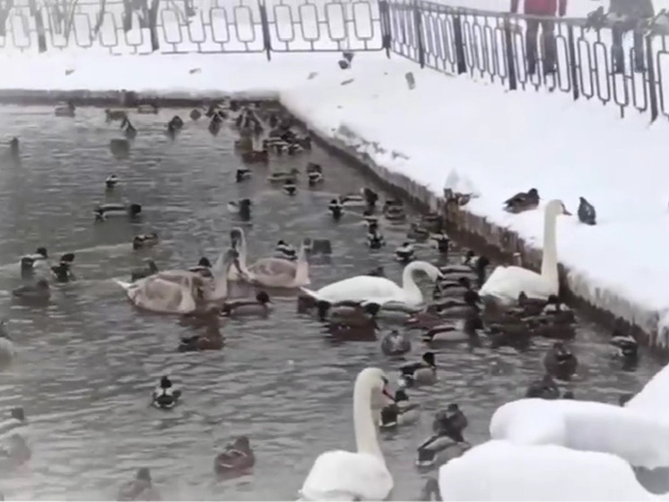 Глава Старорусского округа рассказала о зимующих в городе утках