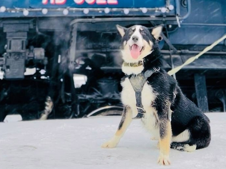 Одним из гостей фестиваля «Русское Рождество» стал щенок из ивановского приюта