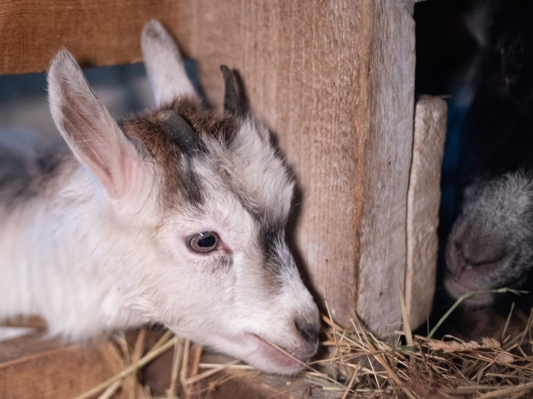 В Кенозерском нацпарке пополнение: на экоферме родились четыре козлёнка