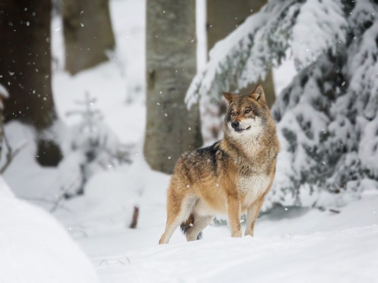 Росгвардия Кировской области напомнила правила обращения с оружием