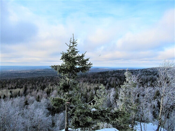 Крепкие морозы вернутся в Свердловскую область к Старому Новому году