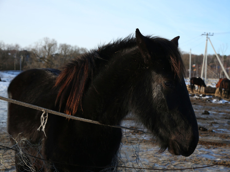 В Ломоносовском районе Ленобласти лошадь разбила лицо двухлетнему ребенку