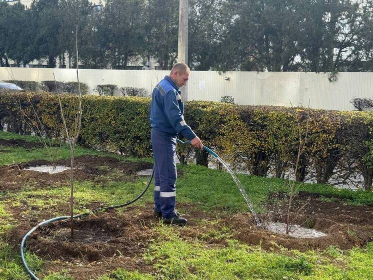 В Евпатории в 2025 году высадили более 2,7 тысячи деревьев и кустарников