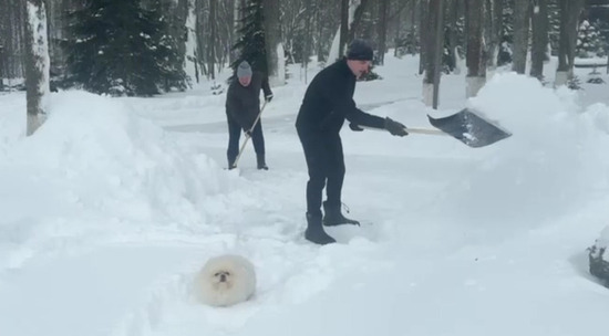 Все под контролем: Умка проследил, как Александр Лукашенко с сыном чистят снег