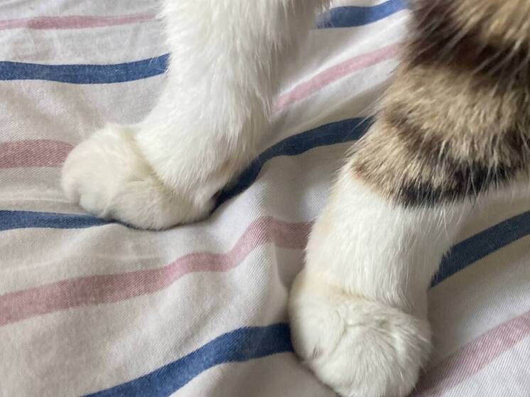 Тревожным ленинградцам посоветовали встать двумя ногами на пол и успокоиться