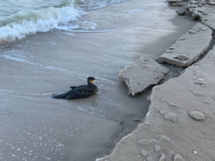 Калининградская «Биосфера Балтики» бьет тревогу из-за массовой гибели бакланов