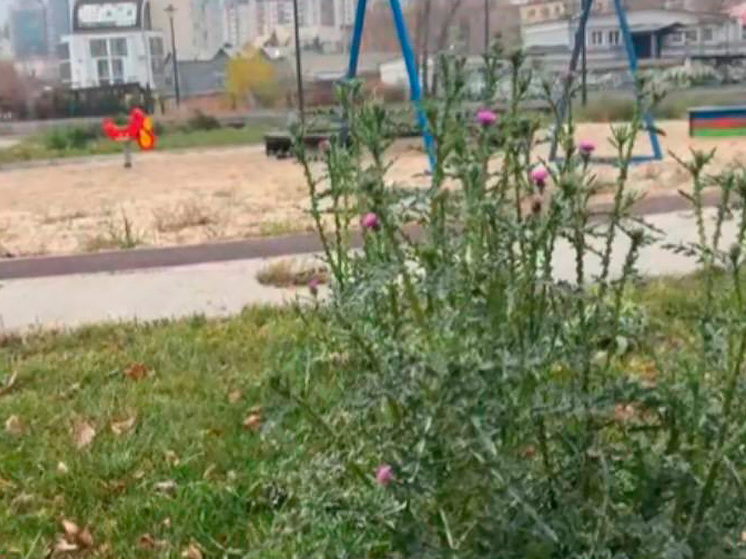 Проверка прокуратуры подтвердила запущенное состояние сквера в центре Липецка