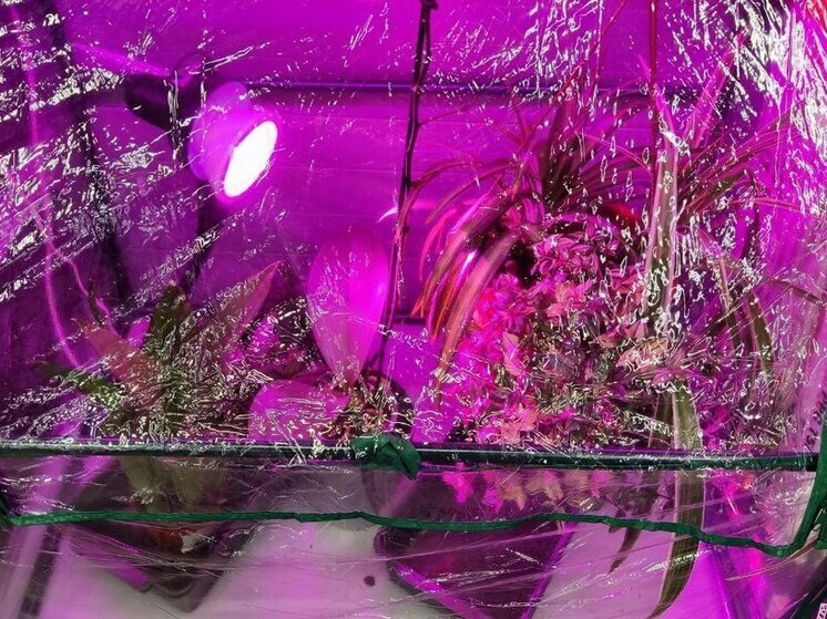 В Таиланде бесследно исчез владелец наркошопа