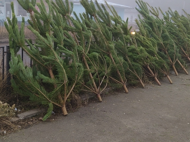 Минприроды ЛНР разъясняет правила утилизации елок и сосен после новогодних праздников