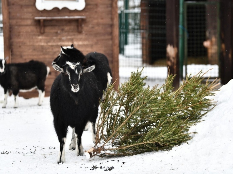 Ярославский зоопарк по традиции открывает посленовогоднюю акцию «Подари елку зоопарку». С 12 января на парковке у зоопарка можно будет сдать свою новогоднюю елочку, чтобы она послужила животным