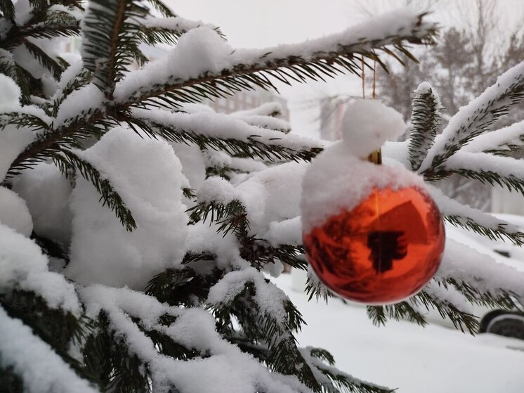 В Абакане елки на переработку начнут принимать сразу после Старого Нового года