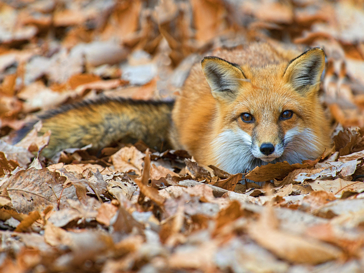 Леса Кировской области под защитой: вакцинация диких животных выросла почти вдвое