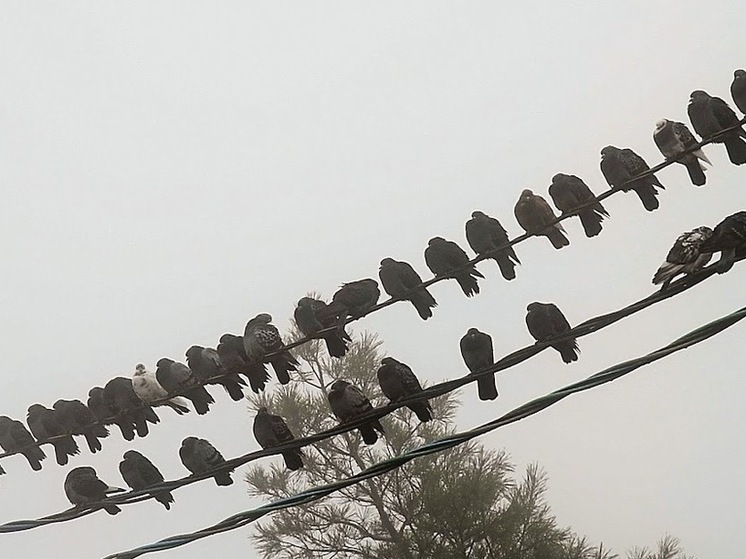 В Астраханской области пройдет дождь при +4 градусах