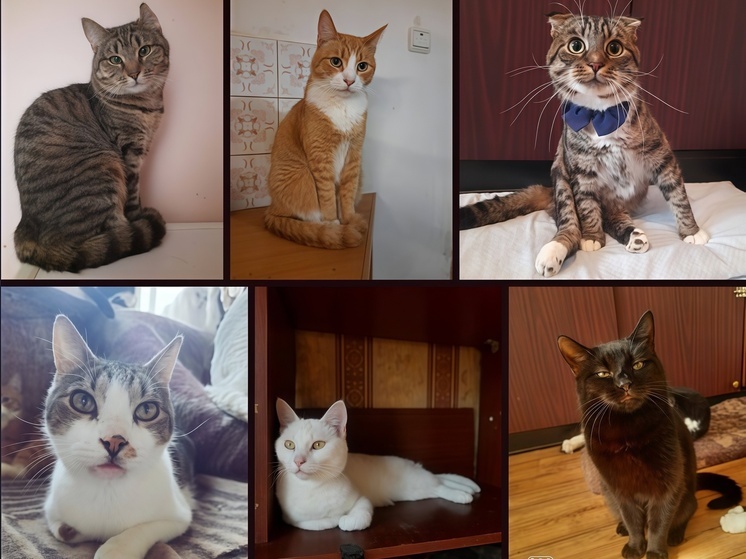 В Калининграде ищут котов, пропавших из приюта после пожара на Ангарской