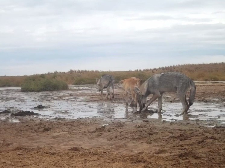 В заповеднике Калмыкии рассказали о том, как волк поменял пол