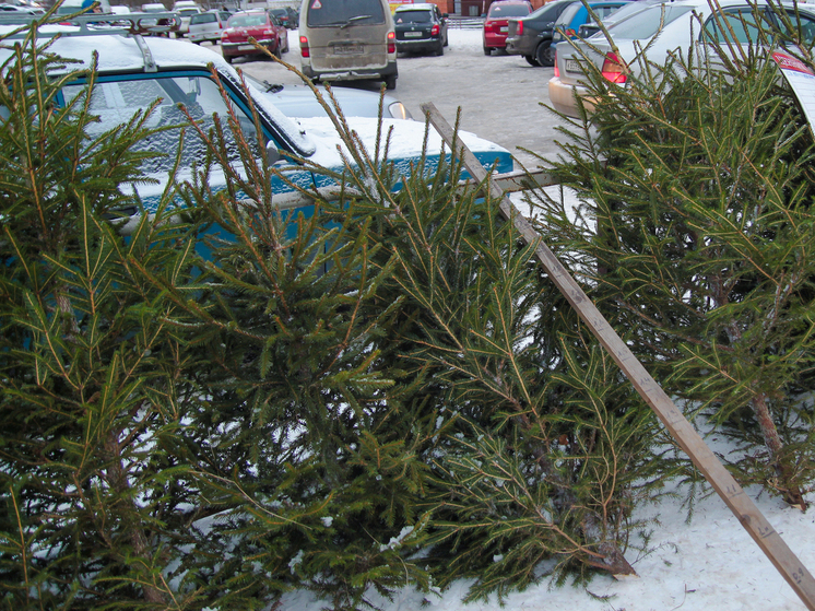 Новогодние ели будут использовать в Лахденпохье для топки бани