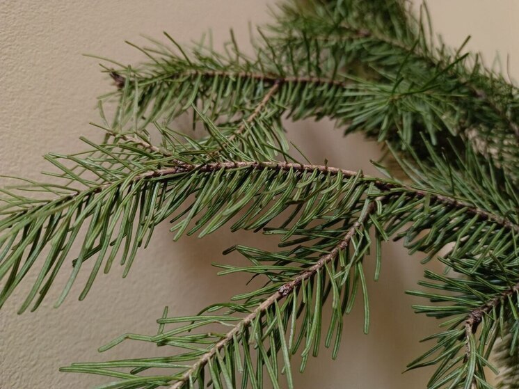 В Барнауле 17 января можно будет сдать новогодние елки на переработку