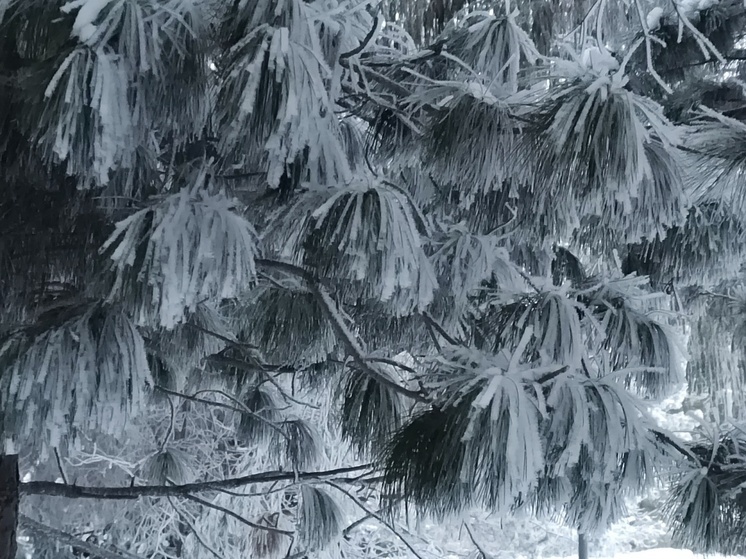 Морозы до -39 ждут омичей в первую неделю после новогодних праздников