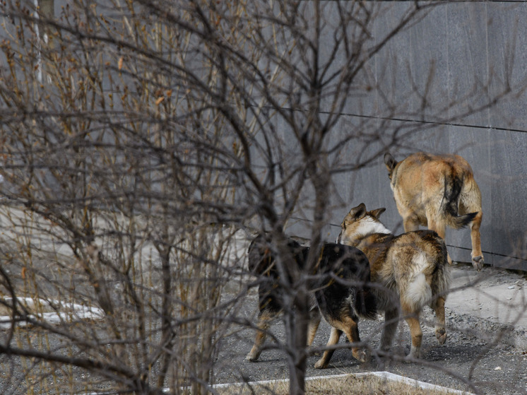 В Усть-Куте на улицах находят расстрелянных собак