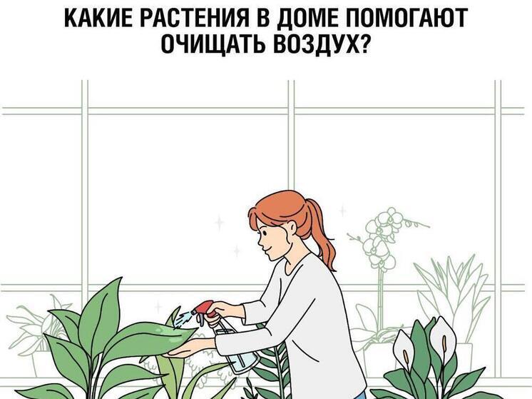Псковичам рассказали, какие комнатные растения являются не только украшением, но и помощником для здоровья