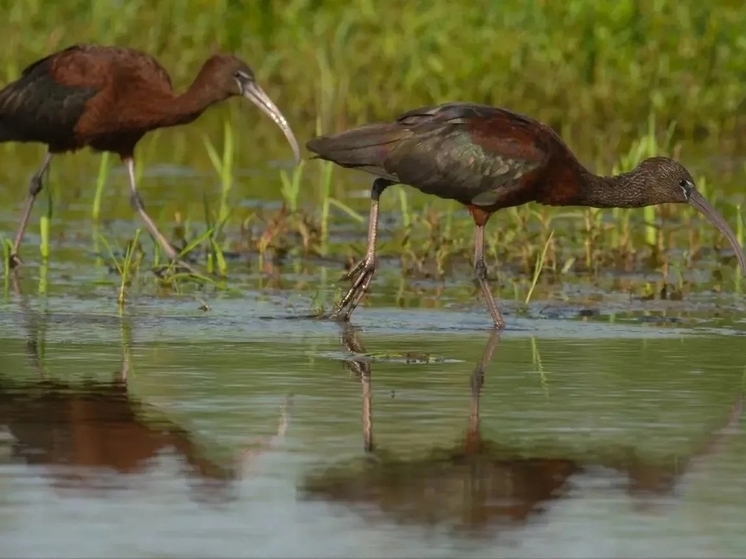 В Астраханской области переиздали региональную Красную книгу