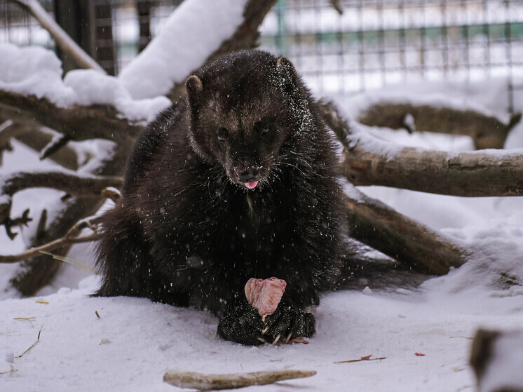 Дед Мороз передал подарки обитателям Челябинского зоопарка