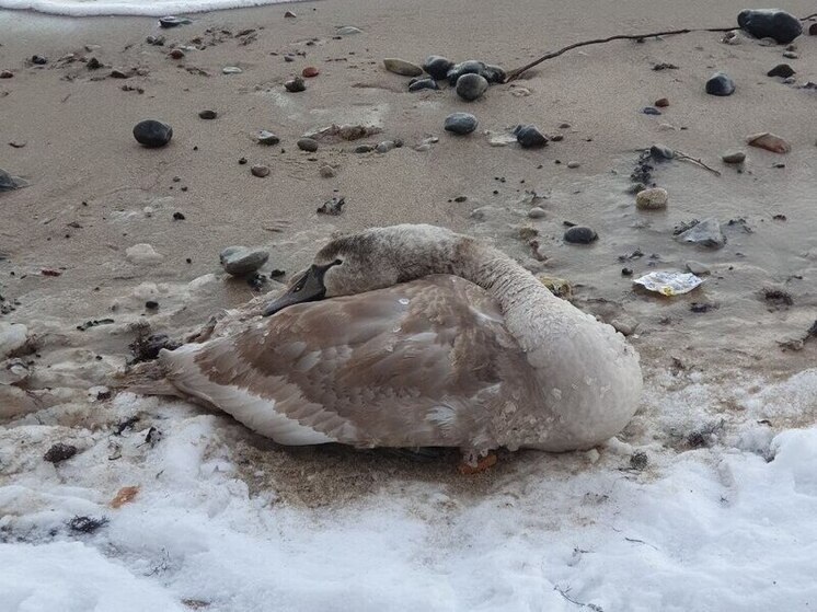 Лебеди и аисты гибнут на замерзших водоемах Калининградской области