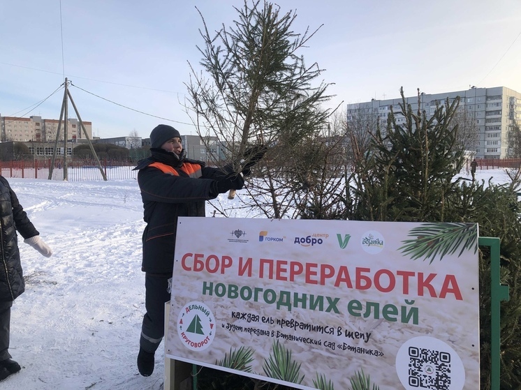 Череповчане могут сдать новогодние ели на переработку