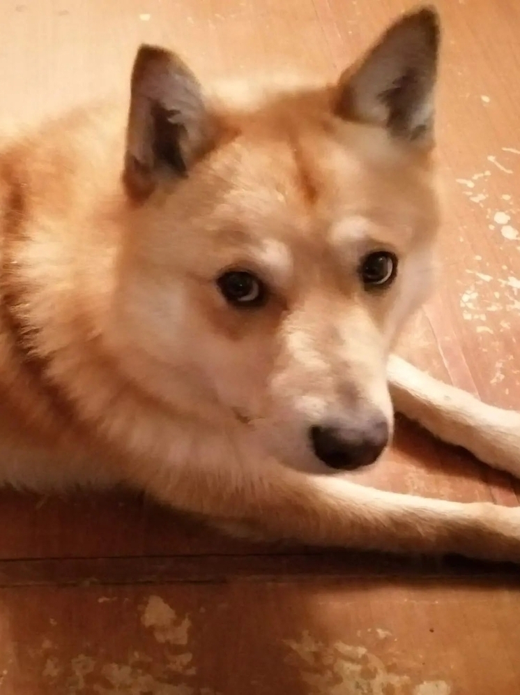 В Кеми алабаи убивают домашних собак