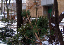 Близятся к завершению новогодние праздники, и перед миллионами людей встает вопрос: что делать с живой елкой, которая начала осыпаться? Просто выбросить её в мусорный бак — не самое экологичное решение