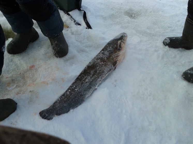 Кинешемцы бьют тревогу из-за варварского уничтожения сомов