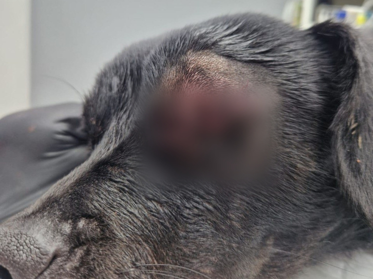 В Ростовской области собаке удалили больной глаз