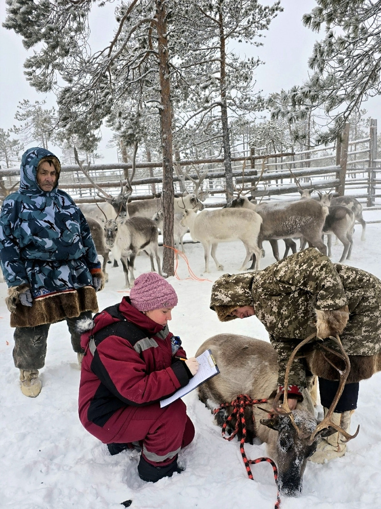 В Сургутском районе ветеринары провели масштабную работу на оленеводческих стойбищах
