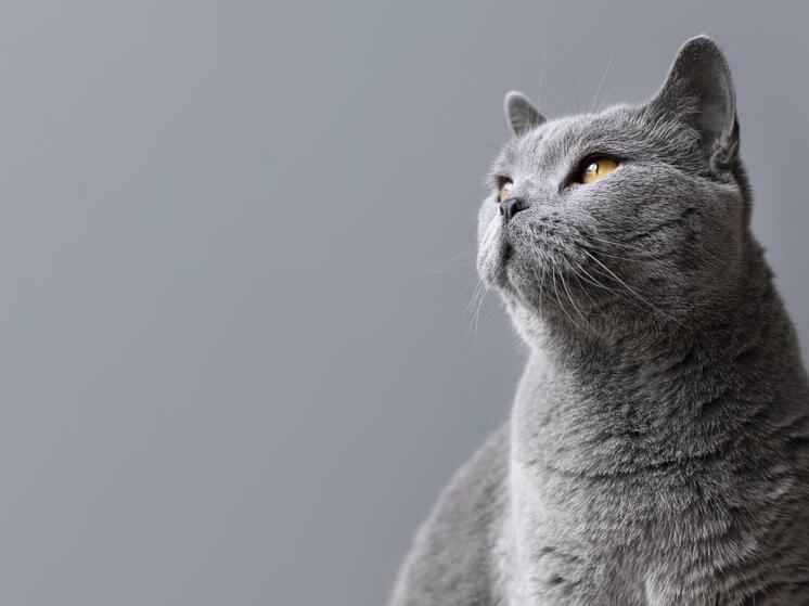 Спасатели эвакуировали кота из пустой квартиры на проспекте Победы