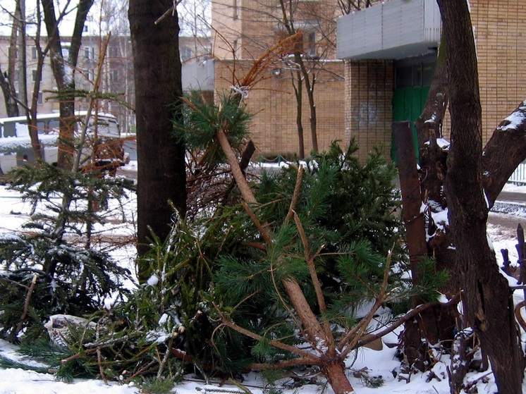 Распилить, поджечь, раскрошить: 10 способов гуманно избавиться от натуральной ёлки