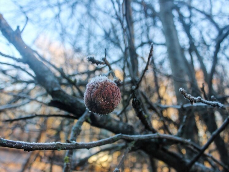 Метеорологи бьют тревогу об ударящих до -20°C морозах в Калининградской области